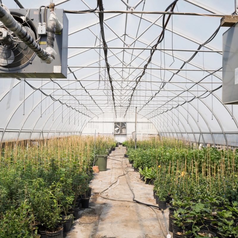 NDIR gas sensors used for CO₂ monitoring in commercial greenhouse environments